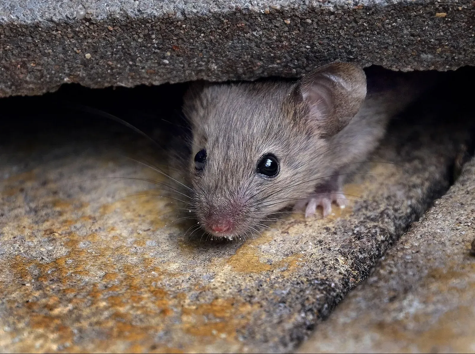 A mouse sheltering in a gap at the base of a foundation wall